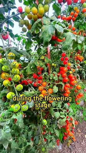 #plant #garden#farm #planting #gardening101 #farming #plantingtips #gardeningtips #farmlife #homegarden #vegetable #veggies #tomatoes | Planting Methods | Facebook