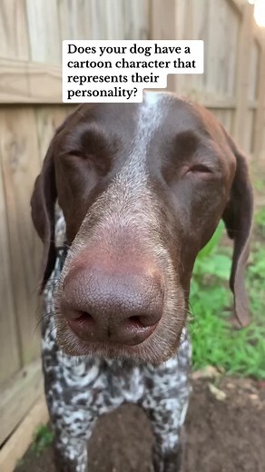 What is your dogs cartoon character? #germanshorthairedpointer #dogs #gspdog #birddog #dogsoftiktok #sleepydog #funnydog #fypシ