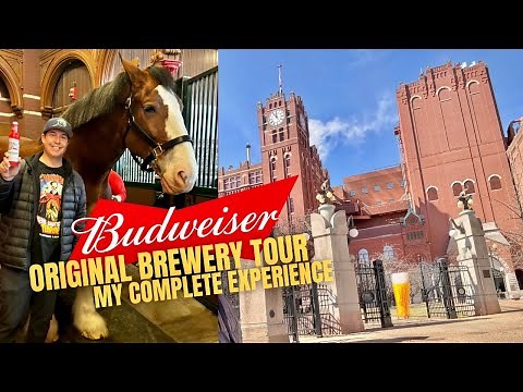 The Original Budweiser Brewery Tour & Famous Clydesdale Horses Stable Experience - FREE BEER