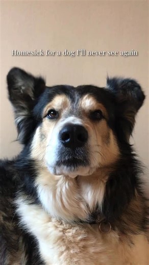 My greatest heartache. Not a day has gone by that I haven’t thought of him, but lately he’s been a constant presence in my mind. I see his face and my throat gets tight as my eyes start to burn as how much I miss him becomes a heavy weight on my chest. “Grief is love with no place to go”. How great my love must have been for this dog when my grief is still so palpable. How lucky I am to have known him. 🤍 | Juniper Fox