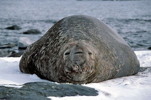 Southern elephant seal - Alchetron, The Free Social Encyclopedia