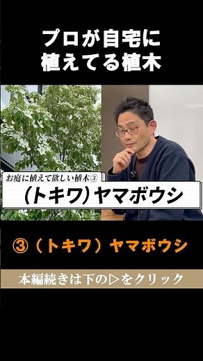 プロが自宅に植えてるお手入れ簡単で素敵な植木トキワヤマボウシでジャムを作る #shorts