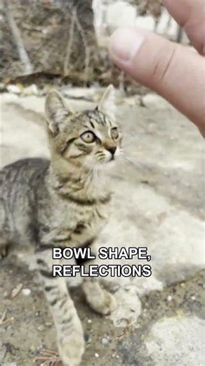 Why Your Cat Plays With Their Water 🐱