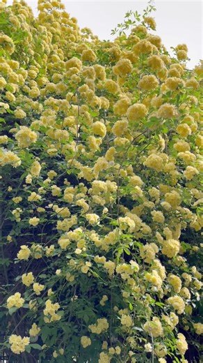 Sweet sweet spring ❤️