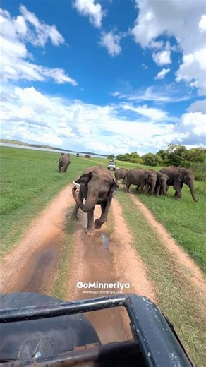 Angry elephant #shorts #angry #wildlife