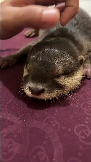 Playful Baby Otters 🦦💕 | Cute, Funny & Heart-Melting Moments#Funpets#Otter