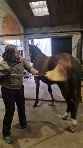 När den stora borste måste fram 🤣 Miljöträning av Nico med sopkvasten #bigbrush#dirtyhorse