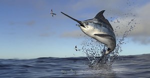 The Largest Swordfish Ever Caught in Maryland