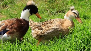 The mallard,a widely recognized and iconic dabbling duck,breeds across temperate and subtropical regions of America,Europe,Asia,and New Zealand.