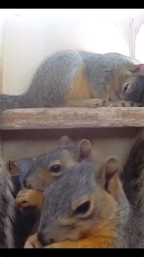 Squirrel Boxes on Instagram: "Three little squirrels spent the day tucked safely in their box, wrapped in that gentle stillness only they can create. There was such an innocent calm in the way they passed the time, waiting for Mom to come home from her day of squirreling. It is an older memory now, one of the many that stay with me, and it still brings a soft warmth every time it comes to mind. Some moments never fade. They settle in your heart and stay forever. #squirrel #squirrels #squirrelbox