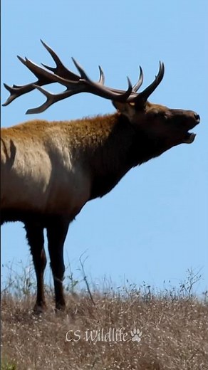 Elk Bugle Compilation: Rut Season 🦌🌿#wildlife #elk #shorts #animals
