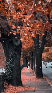 Bucuresti prin toamna #toamnainbucuresti #discoverbucharest #romaniapitoreasca #toamna #bucharest #bucuresti #descoperaromania #visitbucharest #keepongoing #keepondreaming #autum #autumvibes | Dan Mihai Balanescu