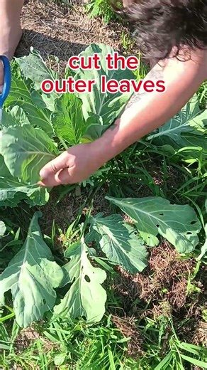 Stop pulling whole collard plants. Do this instead.