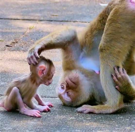15K views · 362 reactions | So sweetie pig tail monkey mom lip smacking motivate her tiny baby monkey learn to walk follow her | Monkey Daily TV | Facebook