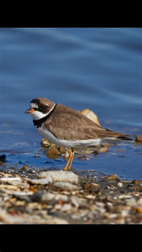 Semipalmated Plover in 8K #8k #8knature #birds #nature #wildlife #birdvideos #naturevideo