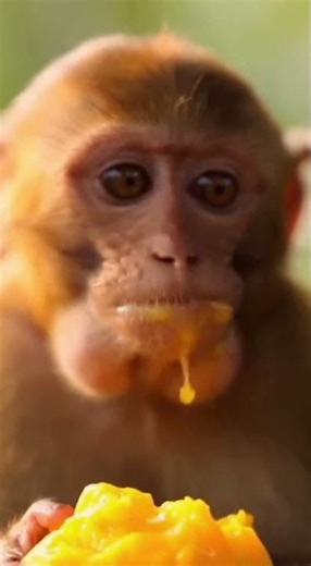 Cute Monkey Enjoying Mango 🥭🐒 | So Funny!