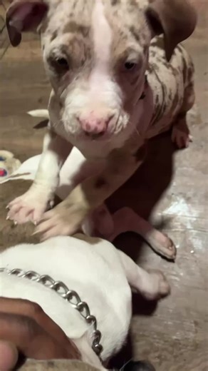 Wear a condom Merlin ! | merlin