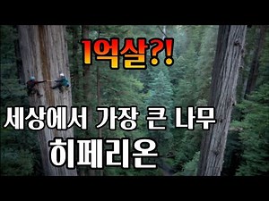 세상에서 가장 큰 나무 히페리온