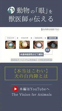 【白く濁る眼の中で起きていること】犬の白内障の病態について