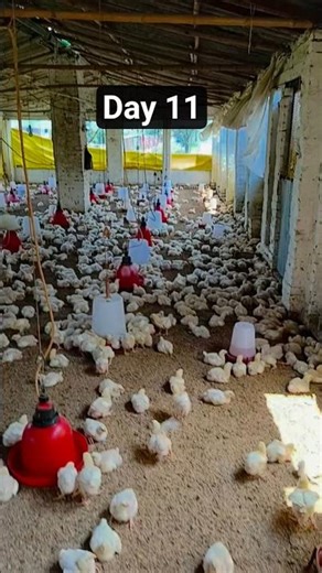 murgi ko vaccine kitne din m lagana hai || murgi ko kaun sa medicine kb aur kaise dena hai #viral