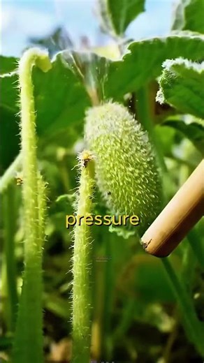 Have You Ever Seen A Plant Explode? 💥