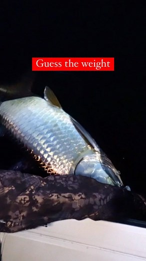 7.4K views · 60 reactions | It’s so hard for me to tell what a tarpon might weigh. Any guesses? This was a fun one on the @13fishing casting gear. The concept A3 did work and the @riteangler hook kept this fish buttoned not once but twice  Full vid on YT #tarpon #tarponfishing #fishing #fish #nature #ocean | Abenz Fishing | Facebook