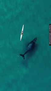 42 reactions · 4 comments | Repost from Guardian Australia: "Oh wowzers," says @dronesharkapp as a humpback whale follows a kayaker near Bondi beach. Up to 50,000 whales are expected to pass Australia’s east coast during the annual migration from Antarctica to the Great Barrier Reef. #humpbackwhale #sydney #bondi #bondibeach #kayak | World Ocean Day | Facebook