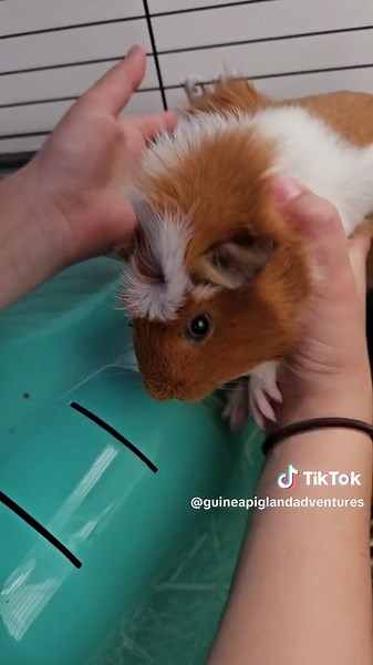 Exciting Guinea Pig Gender Reveal & Surprise Auntie News!