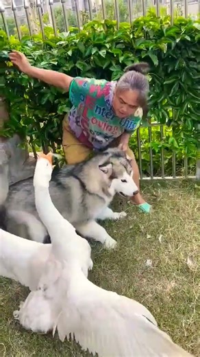 🐶🦢 "When Swan Meets Dog: The Epic Backyard Battle!"#shorts