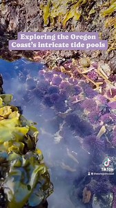 🐙 Exploring the Oregon Coast’s intricate tide pools is an experience that piques the curiosity and interest of a wide audience of locals and visitors. Tide pools are small-scale ecosystems that are beautiful but fragile, so human disturbances have the potential to affect tide pool balance. 🐙To avoid crushing or harming coastal creatures, visitors should walk on bare and dry rocks while investigating Oregon’s tide pools. Tide pool explorers are urged to use caution for their own sake, and to st