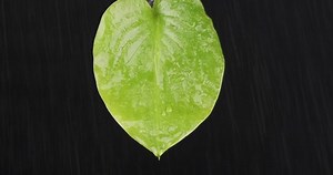 Close-up Raindrops Falling On Green Leaf Stock Footage Video (100% Royalty-free) 1039411160 | Shutterstock