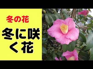 冬に咲く花の名前や開花時期