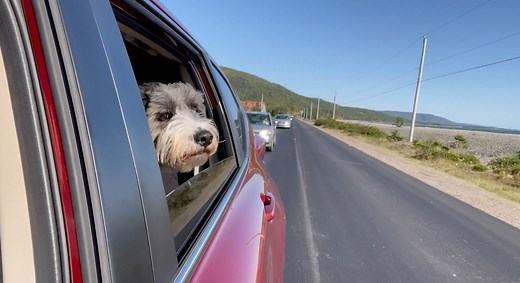 What’s that throbbing noise? How to prevent wind buffeting while driving