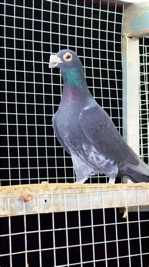 Top Quality Black Diamond Racing Pigeons for Sale