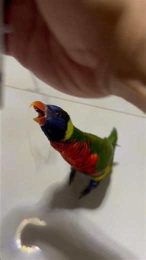 How to Train a Rainbow Lorikeet 🦜✨ | Quick Tips! ​⁠‪@PetReliever‬ #Shorts #lorikeet