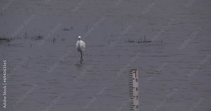 Little Egret wading bird fishing shallow water depth measuring stick low tide wetlands