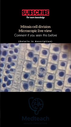 “Mitosis Cell Division Explained in 30 Seconds 🔬 | Amazing Cell Process!” #cellmodeling