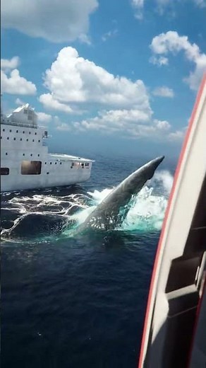 AI CGI Megalodon Attack