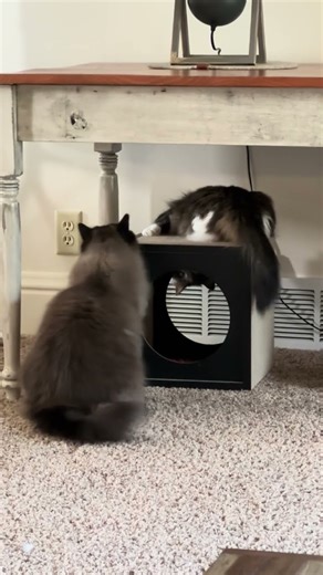 Let's play, Wicket! 😺😺 part 8 #ragdolls #munchkin #play