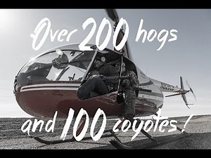 203 Hogs and 100 Coyotes Helicopter Hunt with Pork Choppers Aviation
