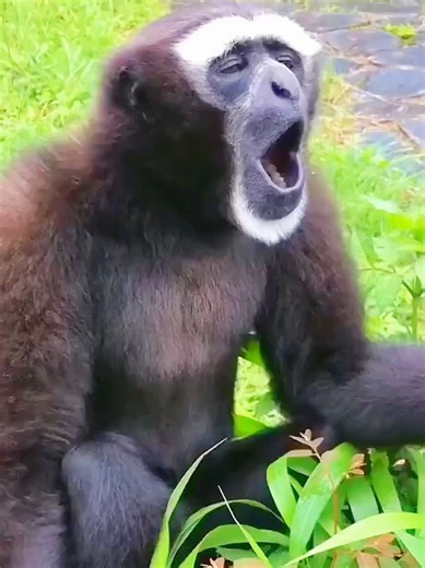 Relaxing Nature Sounds for Wildlife Lovers