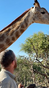 Check out this big giraffe - ossicones, eyelashes and attitude - a match made in heaven! 🦒🌍 #endangeredspecies #ecosystem #animals | Reilly Travers