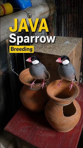 Java Sparrow Breeding ❤️🔥 #birds #javasparrow #finches #lovebirdsfarming #budgies #breedingpair