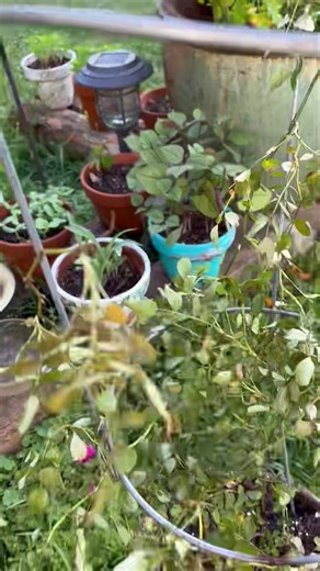 Here is a look at my mini garden. Show me your garden.!💕 | The Grapevine Lady