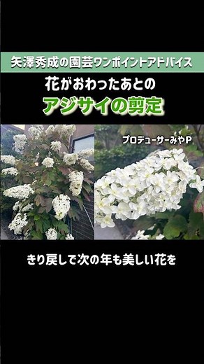 花が終わった後の手入れが大切/アジサイ #園芸 #矢澤秀成 #アジサイ #あじさい
