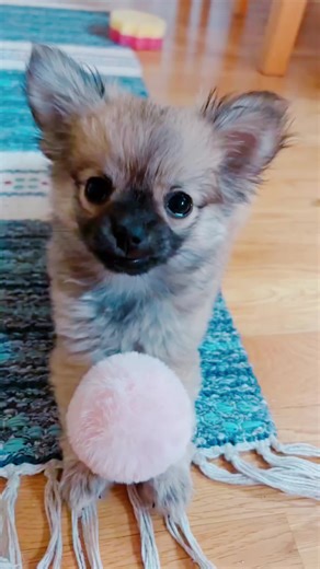 My owner got me a cute little ball 💗 #puppy #cute #ball #pink #papillon #chihuahua #playing #fyp #foryou #fyppp