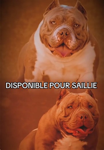 ⚠️ DISPONIBLE POUR SAILLIE⚠️ ⚜️Spirit Of Freedom Bullys⚜️ Vous donne la chance d’utiliser les étalons de l’élevage pour vos femelles…💪 - Américan Bullys Poket - Pedigrée exclusivité mondial 🌎 - Lignée champion mondial DALI - 5 Gnerations de qualité - Testé santé : radio pied/coude/hanche et écho cardiographie - Leur preuve ne sont plus à faire - Plusieurs production à leur actif Si tu cherche une vrai ligné d’américain Bullys, de l’os, de l’ouverture de poitrail, du type en tête et de la santé