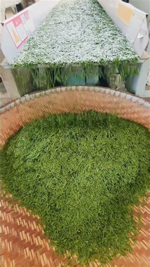 Watch How Fresh Tea Leaves Are Sorted Into Different Grades in a Tea Factory