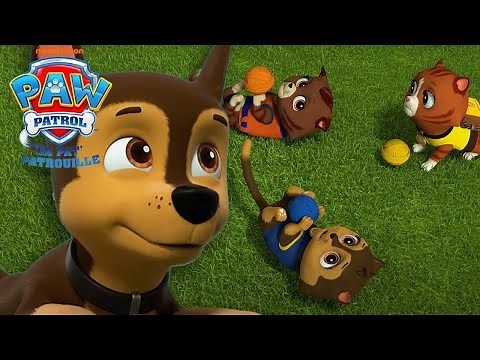 Mighty Pups contre les Chats Catastrophes! Sauvez la Baie! 🐾😺 | La Pat' Patrouille | PAW Patrol