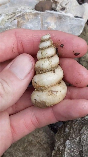 Calcite crystallized gastropod fossil